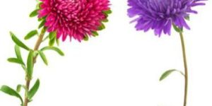 Aster Flowering Plant