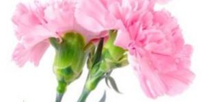 Carnation Flower