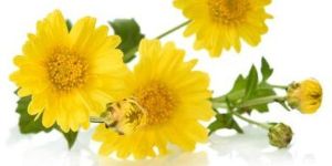 Chrysanthemum Flower