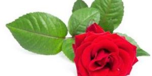 Fresh Red Roses