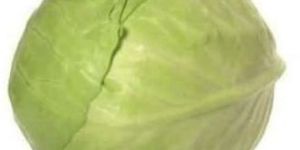 Fresh Cabbage