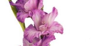 Gladiolus Flower