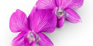 Orchid Flower