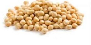 Soya Bean Seeds