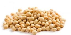 Soybean Oilseeds