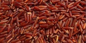 Rakthashali Rice