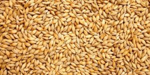 Barley