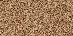 Carom Seeds