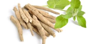 Indian Ginseng Extract