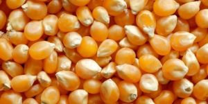 Maize Grains