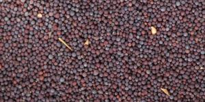 Mustard Seeds
