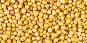 Soybean Seed