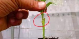 Grafted Brinjal Plant