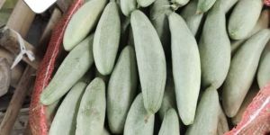 Pointed Gourd Hybrid Plant