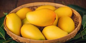 Fresh Yellow Alphonso Mango