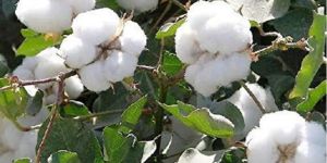 Pure White Raw Cotton