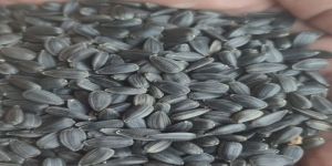Sunflower Seeds