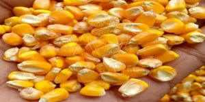 a Grade Yellow Maize