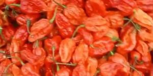 Ghost Pepper Dry Red Chilli