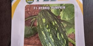 Hybrid Pumpkin Seeds