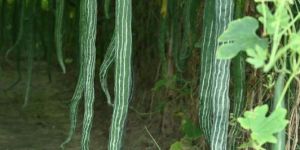 green long rocket snake gourd seed