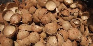 Coconut Shell