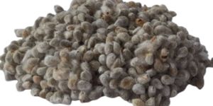 Hybrid Cotton Seeds