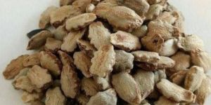 Hybrid Snake Gourd Seeds