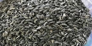Hybrid Sunflower Seeds