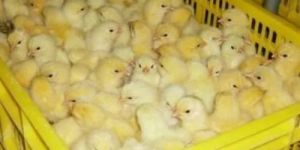 Broiler Chicks