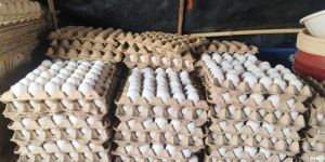 Hatching Duck Eggs