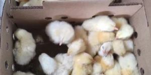 Layer Chick