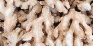 Dried Ginger