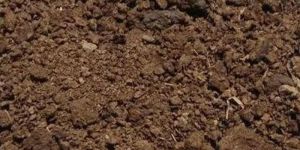 Cow Dung Powder