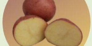 Lady Rosetta (L. R.) Potatoes