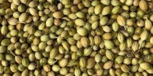 Coriander Seeds