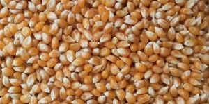 Yellow Maize