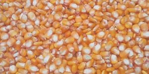 Yellow Maize Animal Feed