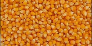 Maize