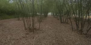 Bambusa Tulda Bamboo Poles