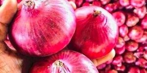 B Grade Red Onion
