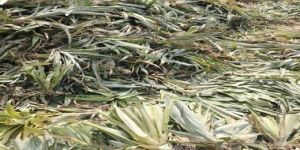 A Grade Queen Pineapple Plant