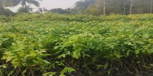 full sun exposure agarwood plant