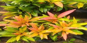 Syzygium Myrtifolium Garden Plant