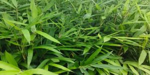 Well Watered Green Bamboo Plant