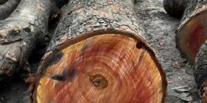 Round Red Sandalwood Logs