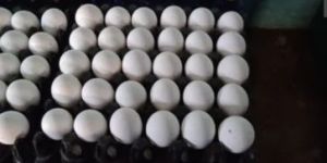 Eggs Manufacturer or Supplier