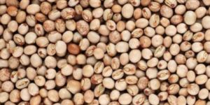 Pigeon Pea