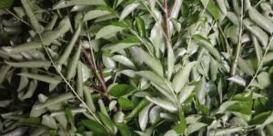 Curry Leaves