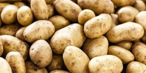 Potato